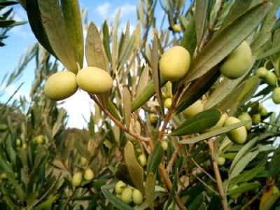 Agricultura