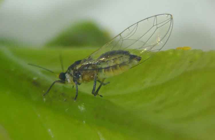 Agricultura