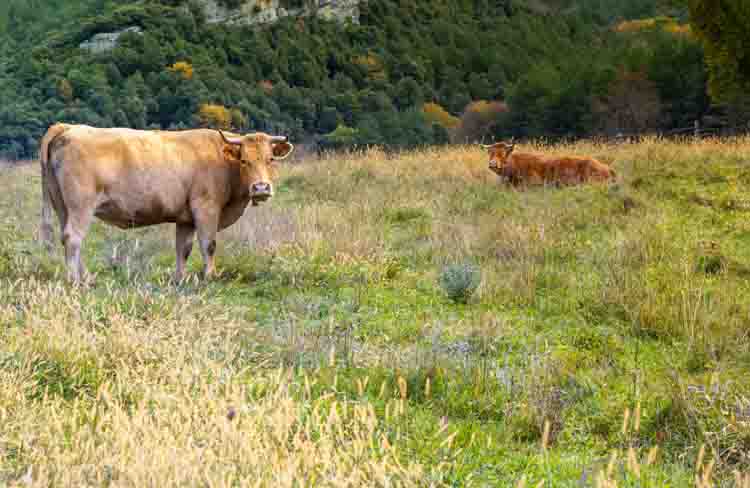 Agricultura