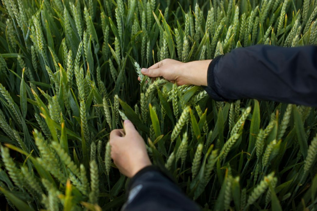 Agricultura